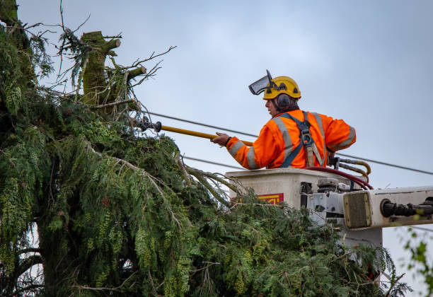 How Our Tree Care Process Works  in  Bellwood, VA