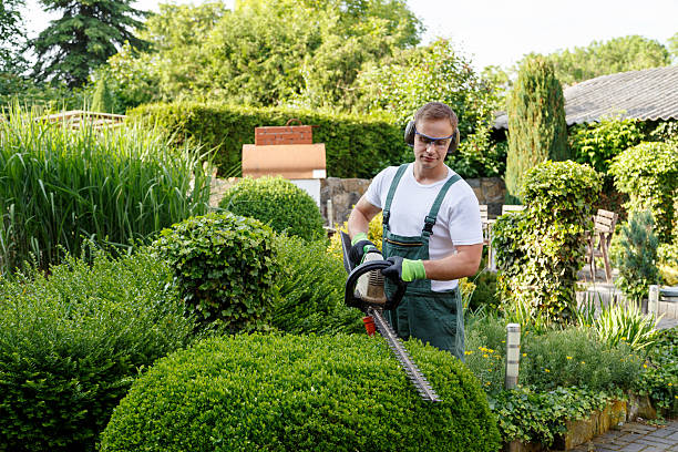 Professional Tree Services in Bellwood, VA