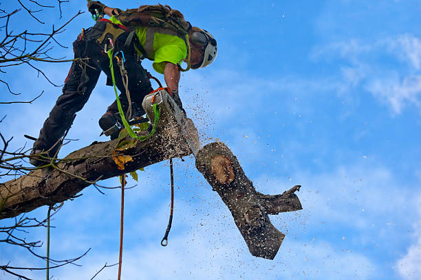 Best Tree Trimming and Pruning  in Bellwood, VA